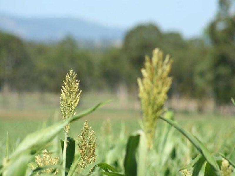 306 Geyers Road, Tenterfield NSW 2372