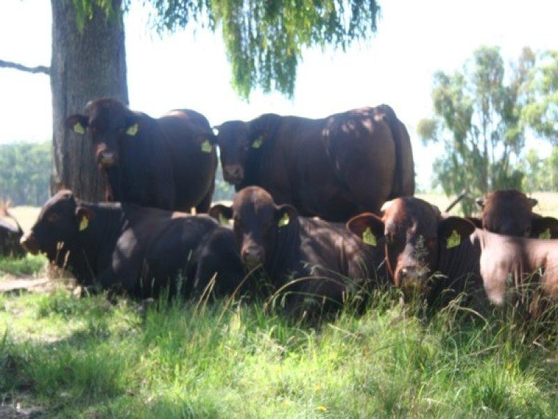 306 Geyers Road, Tenterfield NSW 2372