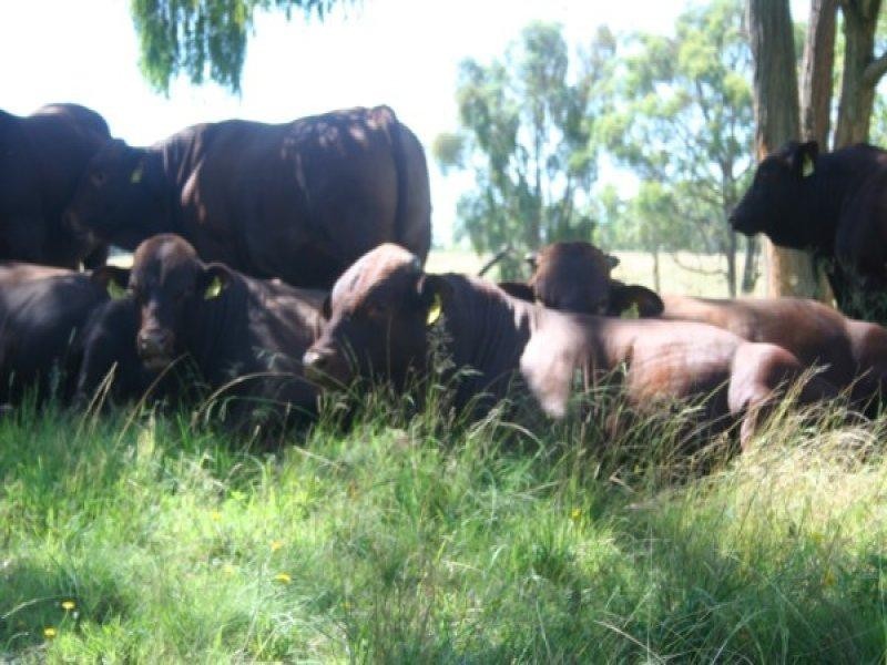 306 Geyers Road, Tenterfield NSW 2372
