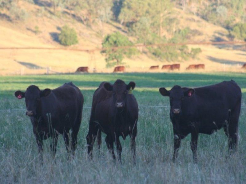 100 Mingoola Road, Tenterfield NSW 2372