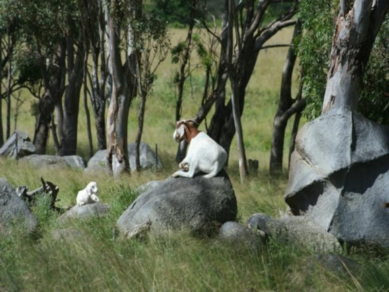 Tenterfield NSW 2372