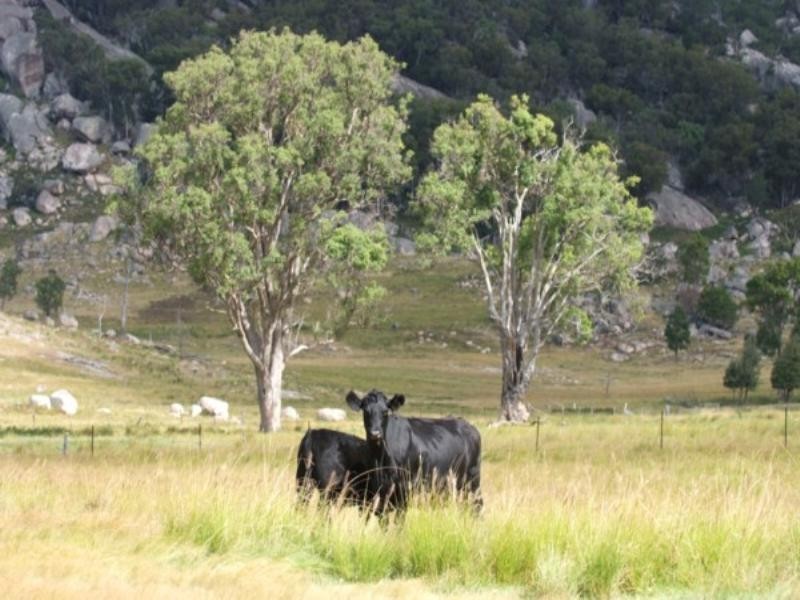 Tenterfield NSW 2372