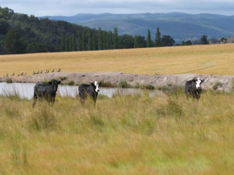 Tenterfield NSW 2372