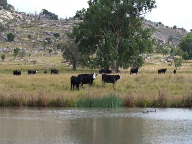 Tenterfield NSW 2372