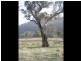 Speriby North Curr Road, Tenterfield NSW 2372