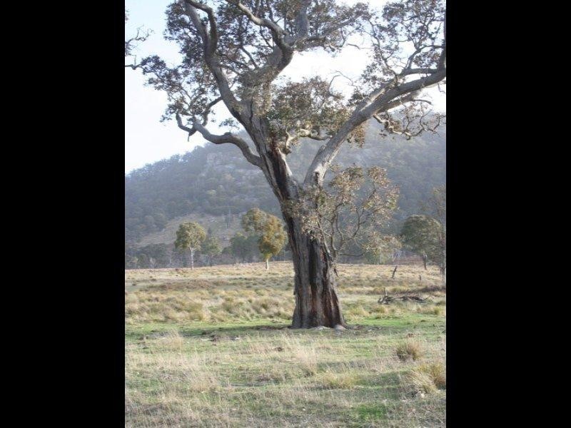 Speriby North Curr Road, Tenterfield NSW 2372