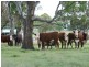 Lot 56 East Street, Tenterfield NSW 2372