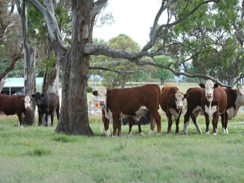 Lot 56 East Street, Tenterfield NSW 2372