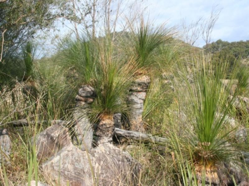 Tenterfield NSW 2372