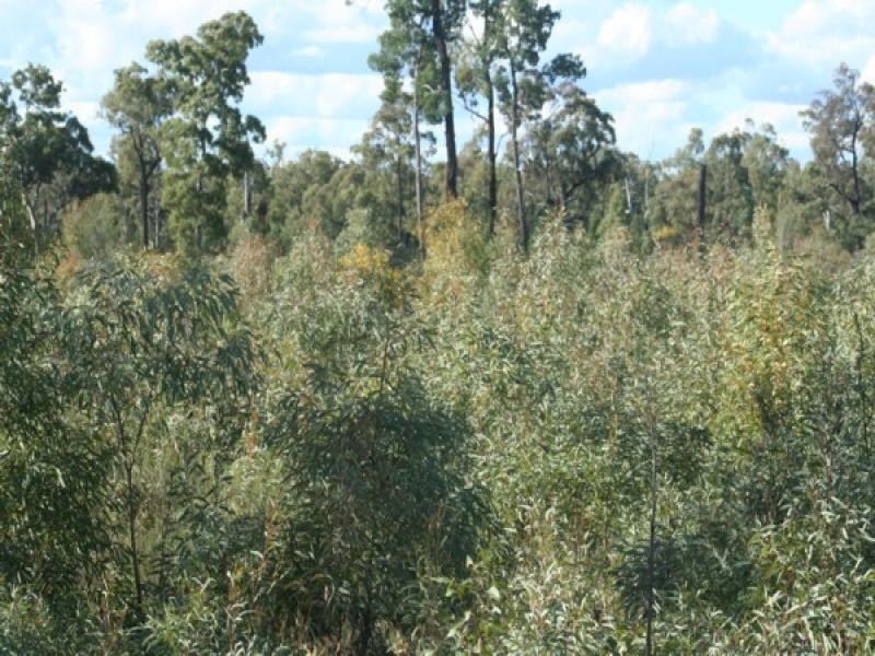 15001 Bruxner Highway, Bonshaw NSW 2361