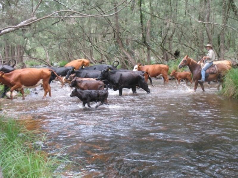 Tenterfield NSW 2372