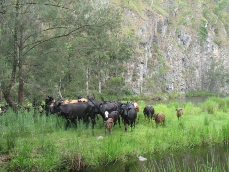 Tenterfield NSW 2372
