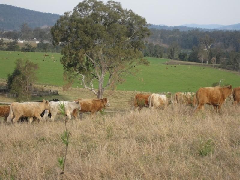 “Beltana” Chauvel Road, Tabulam NSW 2469
