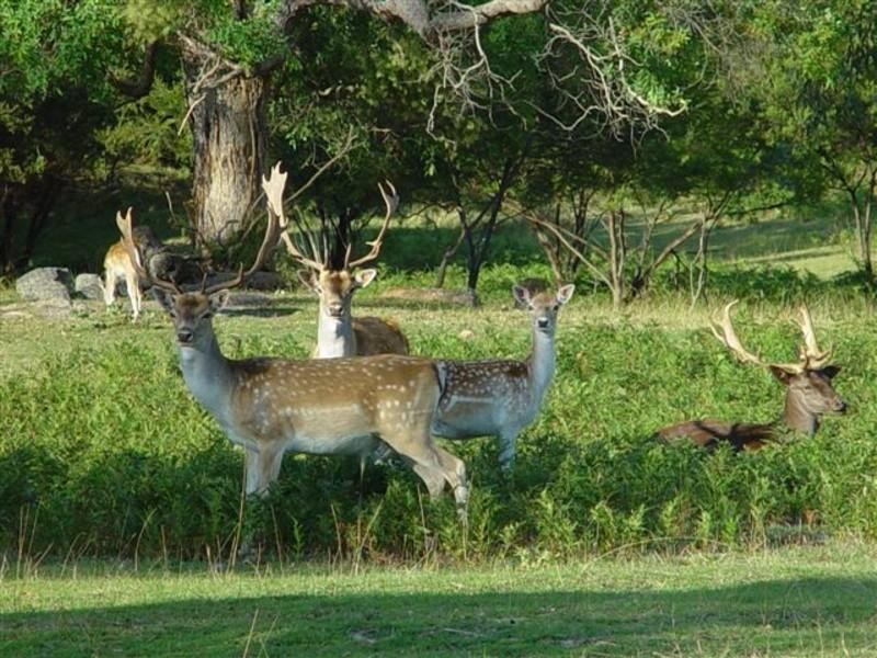 ‘Whynot’ Red Hill Road, Deepwater NSW 2371