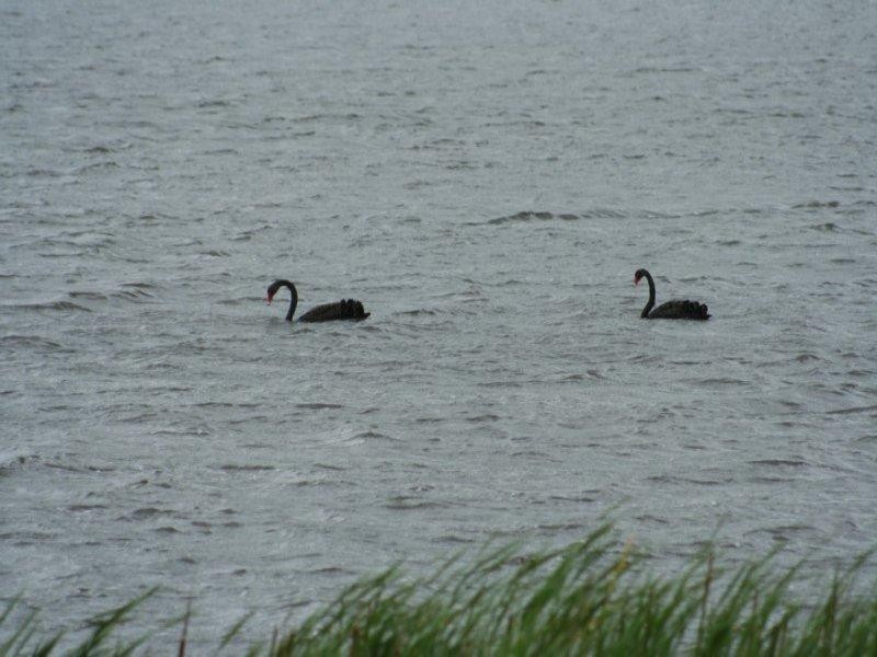 37 Parkes Drive, Tenterfield NSW 2372