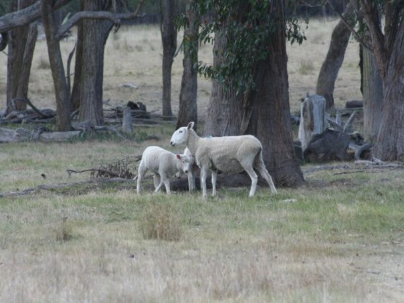 Lots 54and635 Torrington Road, Stannum NSW 2371