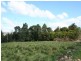 Lot 6 Bellevue Road, Tenterfield NSW 2372
