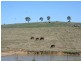 115 Barney Downs Road, Tenterfield NSW 2372