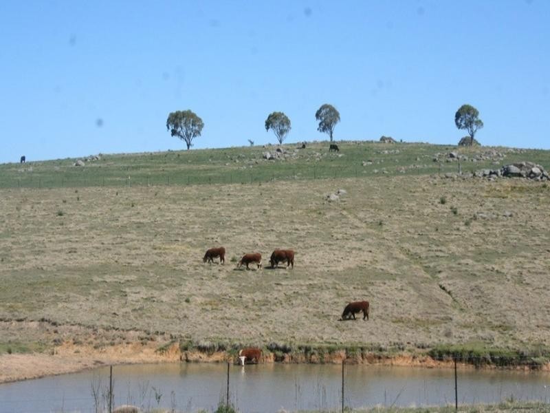 115 Barney Downs Road, Tenterfield NSW 2372