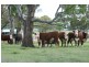 Lot 56 East Street, Tenterfield NSW 2372