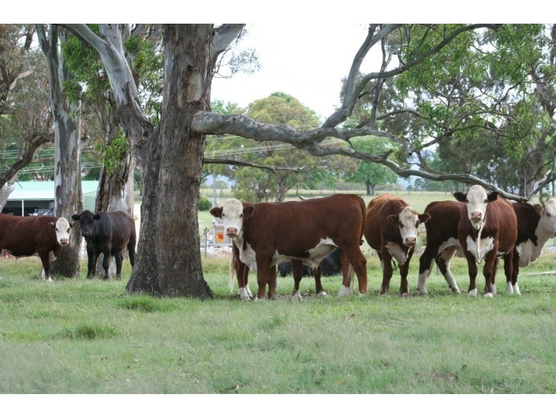 Lot 56 East Street, Tenterfield NSW 2372