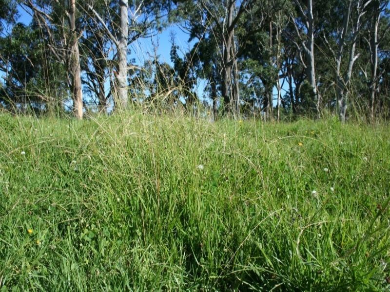 Strathalpine Timbara Road, Tenterfield NSW 2372