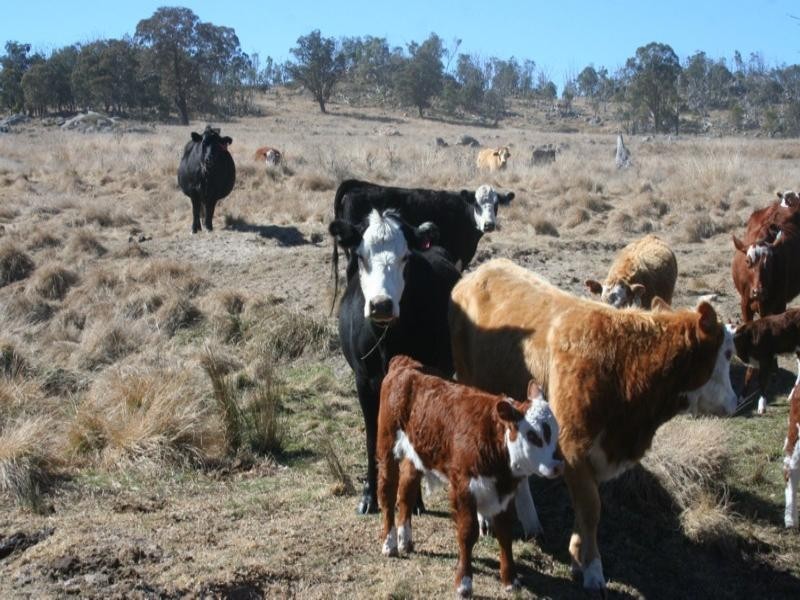 ‘St John’ Robinsons Road, Tenterfield NSW 2372