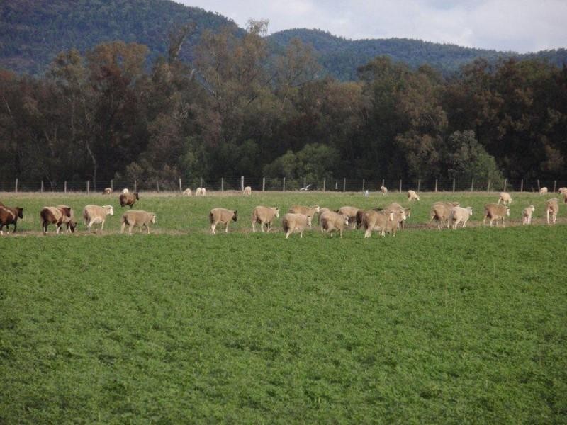 4144 Riverton Road, Tenterfield NSW 2372