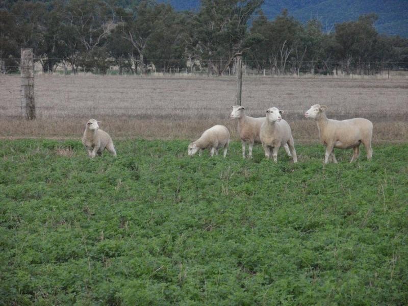 4144 Riverton Road, Tenterfield NSW 2372