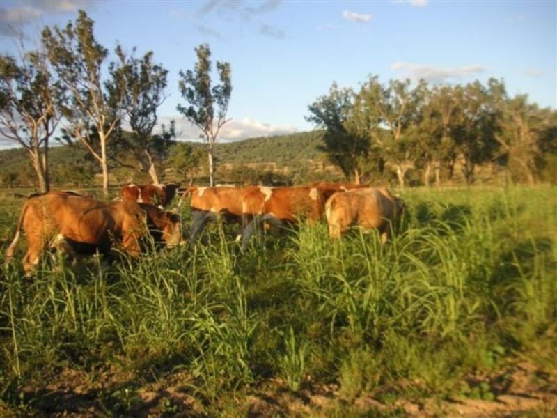 4144 Riverton Road, Tenterfield NSW 2372