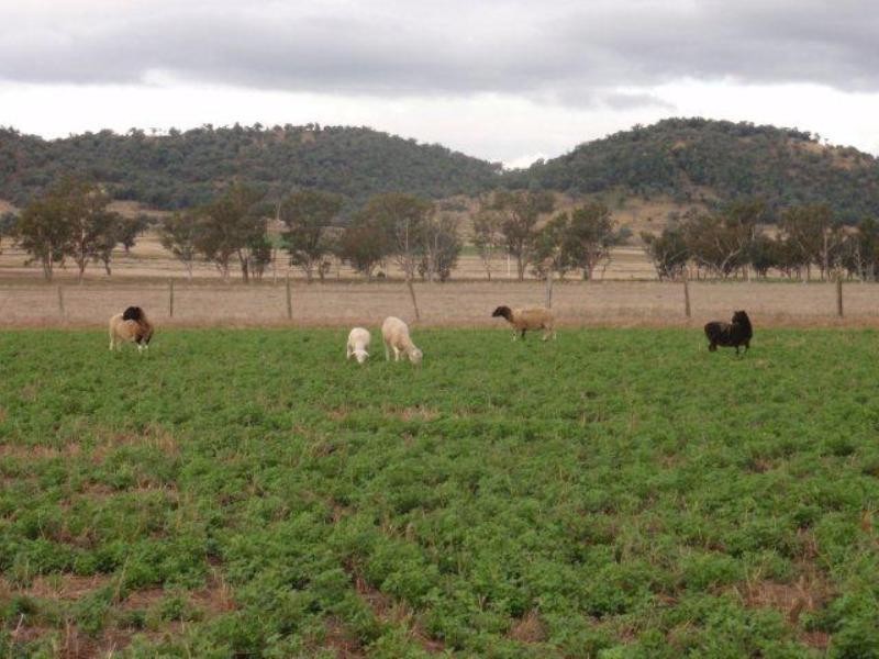 4144 Riverton Road, Tenterfield NSW 2372