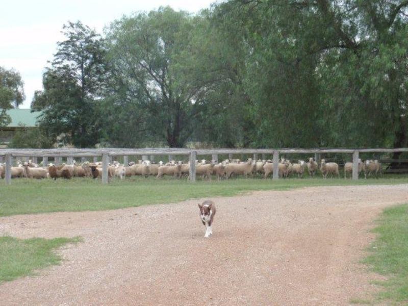 4144 Riverton Road, Tenterfield NSW 2372