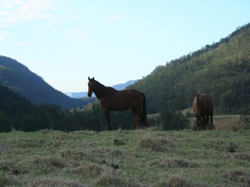 Grasstree Upper Rocky River Road, Tenterfield NSW 2372