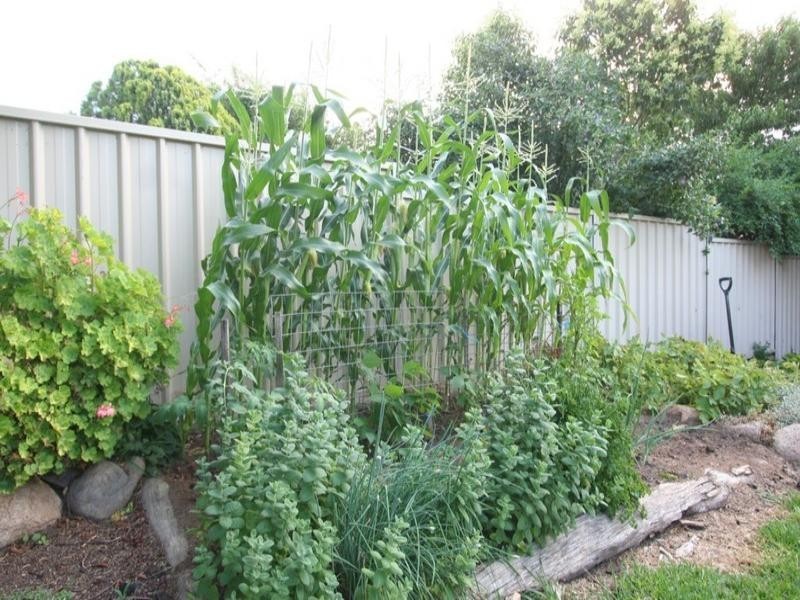 119 Wood Street, Tenterfield NSW 2372