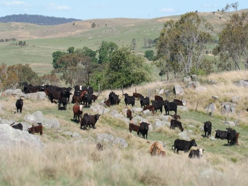 11812 Bruxner Highway, Tenterfield NSW 2372