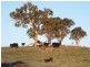 11812 Bruxner Highway, Tenterfield NSW 2372