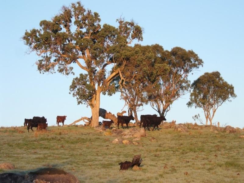 11812 Bruxner Highway, Tenterfield NSW 2372