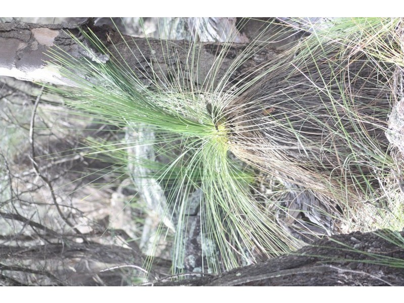 Lot 3 Woodside Road, Tenterfield NSW 2372