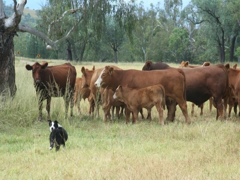 Maidenhead 4674 Riverton Road, Tenterfield NSW 2372