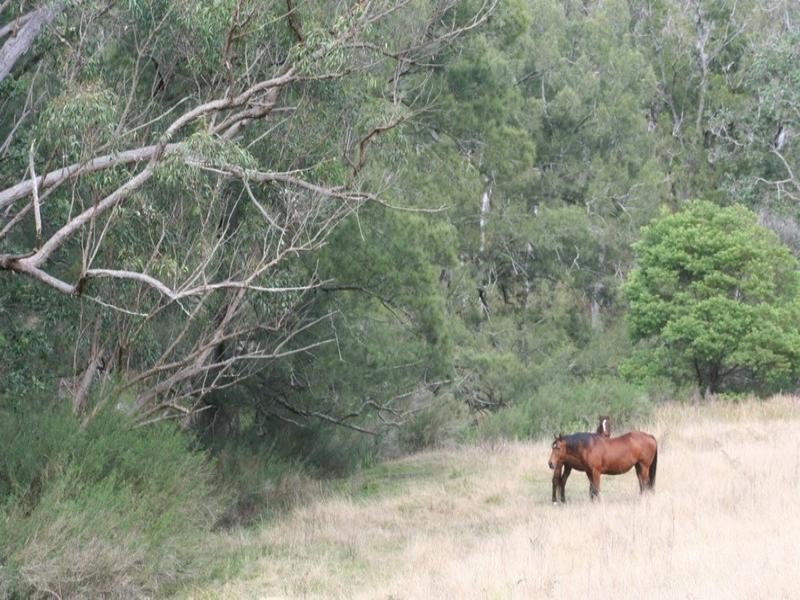 Tenterfield NSW 2372