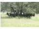 Bonshaw NSW 2361