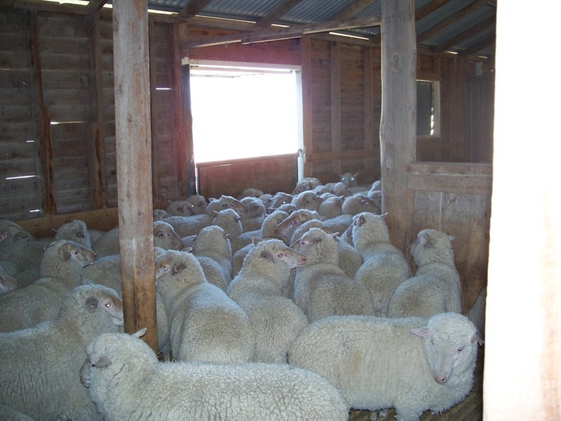 Bonshaw NSW 2361