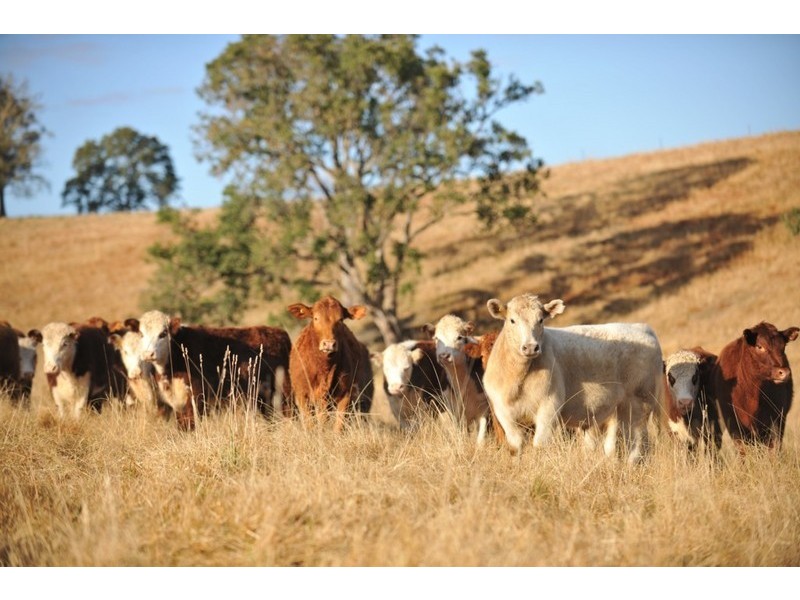 336 Timbarra Road, Tenterfield NSW 2372