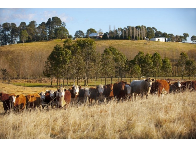 336 Timbarra Road, Tenterfield NSW 2372