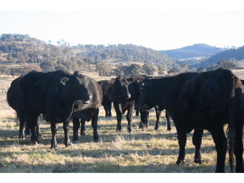 110 Bryans Gap Road, Tenterfield NSW 2372