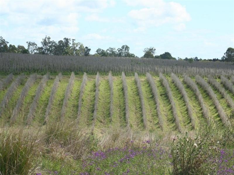 1255 Bulmers Road, Hogarth Range NSW 2469