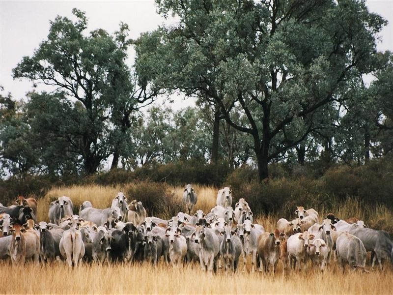 Kaloola Bruxner Highway, Tenterfield NSW 2372