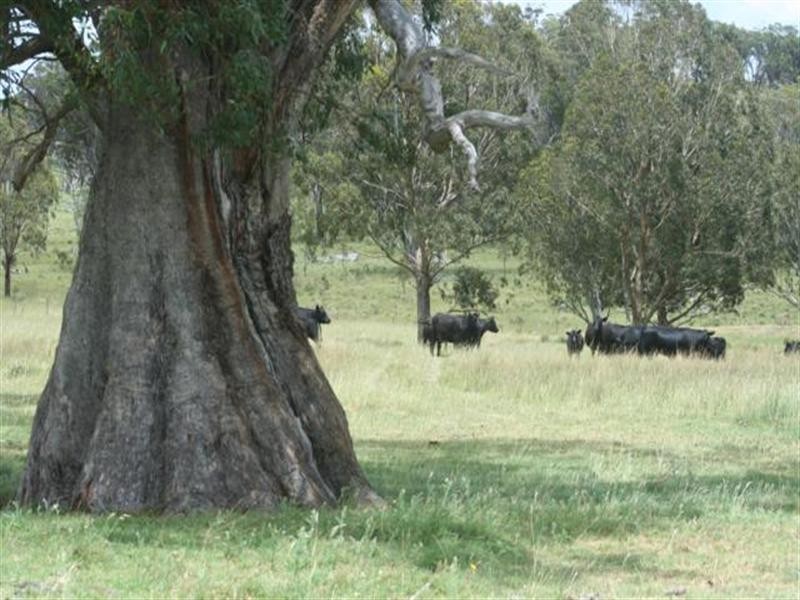 “Cloudy Hills” Bezzants Road, Deepwater NSW 2371