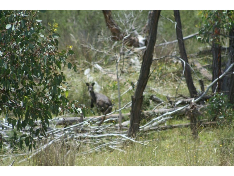 Tenterfield NSW 2372