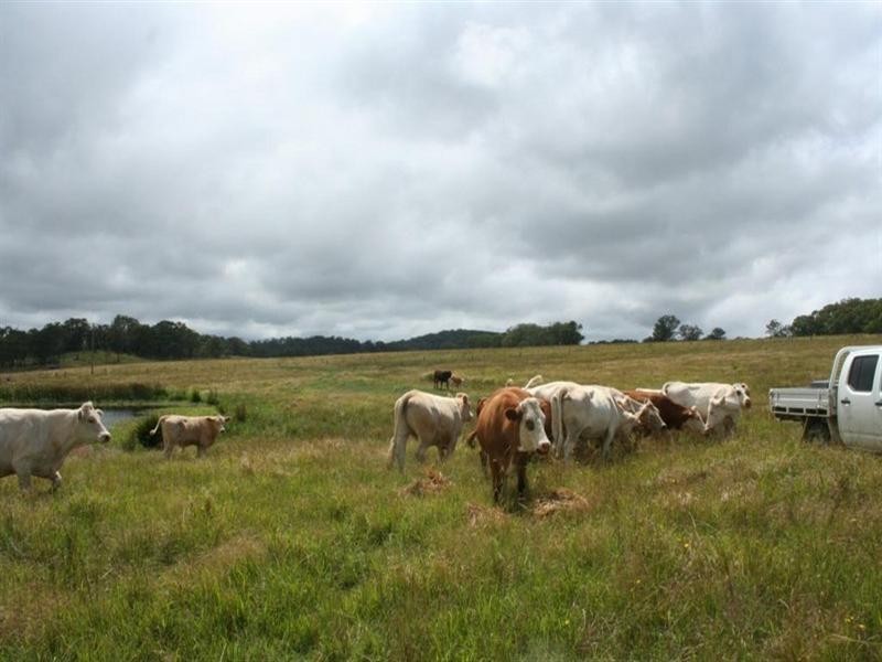 . Scrub School Road, Tenterfield NSW 2372